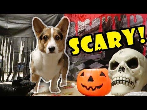 Corgis Haunted Halloween Tunnel