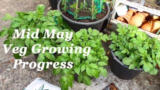 Allotment Diary : Mid May Veg Growing Update