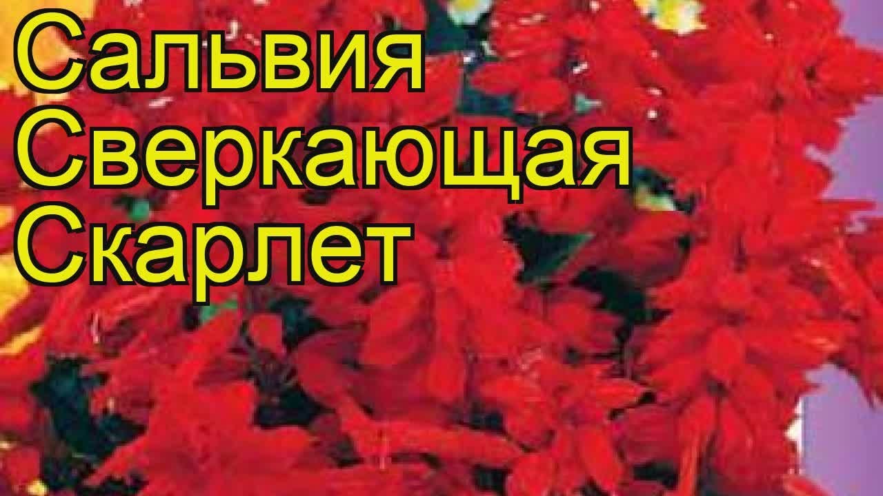 Сальвия сверкающая Скарлет. Краткий обзор, описание характеристик salvia splendens Skarlet