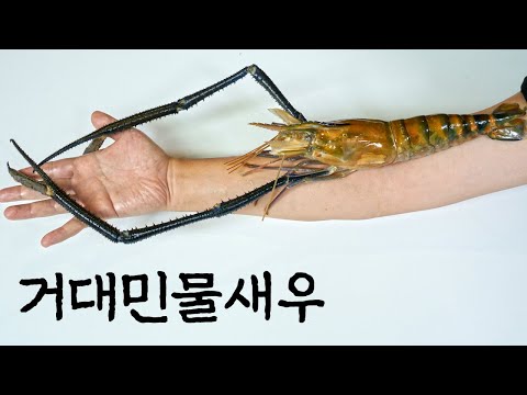 과연 먹을만할까? 인터넷에 파는 거대민물새우 솔직 후기