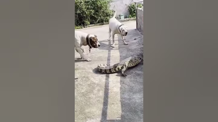 Crocodile Farm  Feeding Crocodile Farm #90