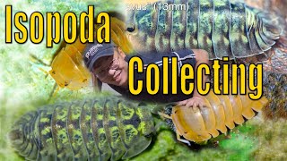 Searching Isopods In The Wild 2023