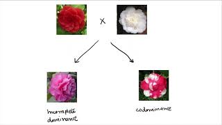 Sci 10 Genetics 4: More complicated inheritance