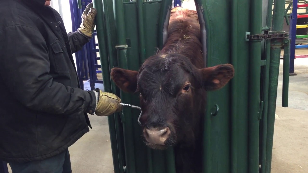 Burdizzo Castration VET YouTube burdizzo-castration-vet-youtube