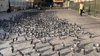 Architectural Beauty and Spiritual Calm screenshot 1