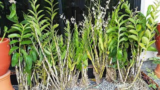 Trik Beli Anggrek Papua Murah  Unboxing Dan Tanam Biar Subur