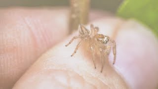 Web of Lies: Myths and Misinformation about Spiders