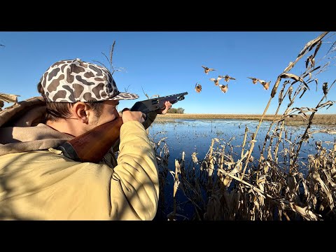 Flooded Corn Duck Hunting with a Lever Action Shotgun!