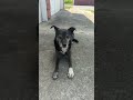 My dogs reaction to this sound #puppy #pets #cute #dog #doggo #dogshort