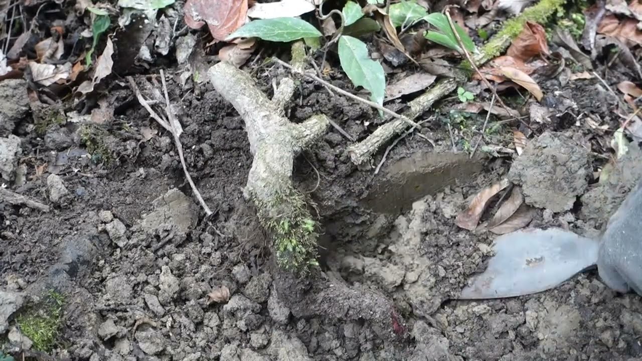 YAMADORI/Naturl Bonsai 美男カズラ   ♯653