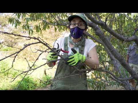 The Four Ds of Tree Pruning