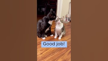 What a Good Kitty! #funny #catnip