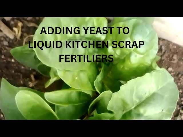Supercharge Your Plant Food: Adding Yeast to Kitchen Scrap Liquid Fertilizer  - YouTube