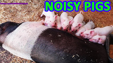 Noisy pigs - Pig and piglets grunting & squealing sounds - Oink sounds