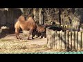 Bactrian Camel eating.