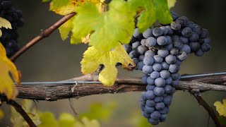 Nebbiolo Итальянская лоза Неббиоло  «Королева красного винограда»