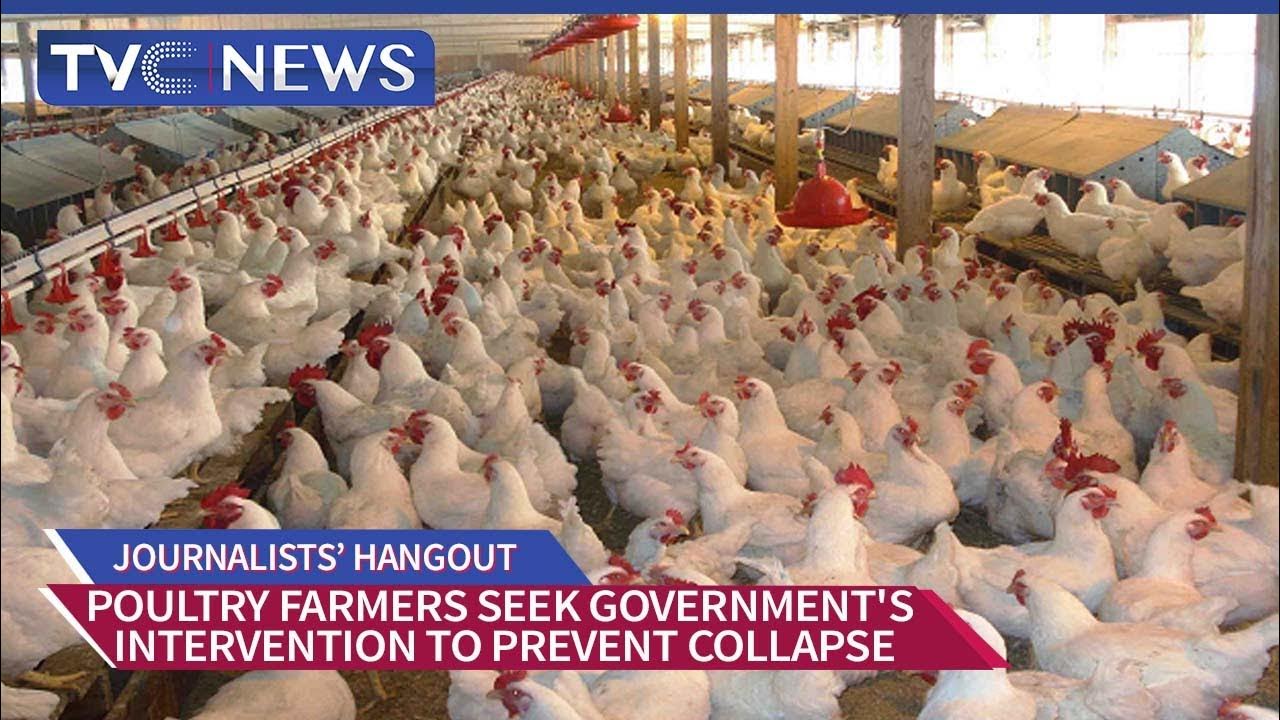 Poultry Farmers Seek Government’s Intervention To Prevent Collapse