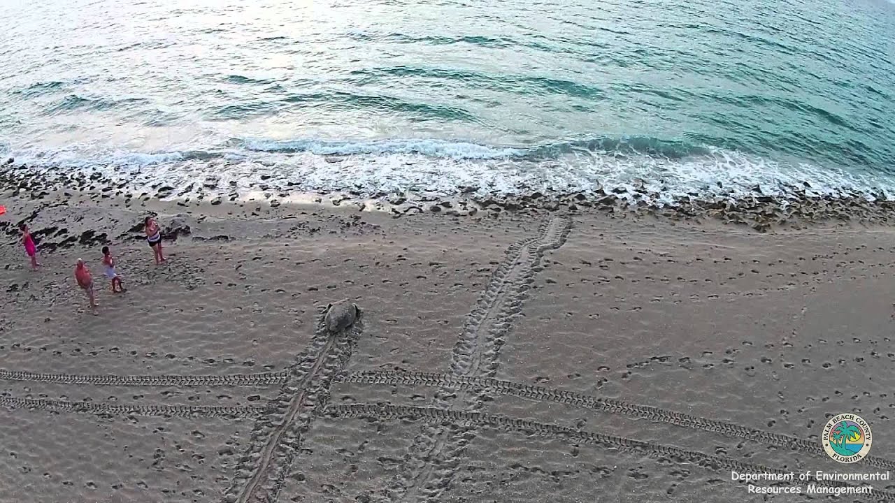 Green Sea Turtle Nesting