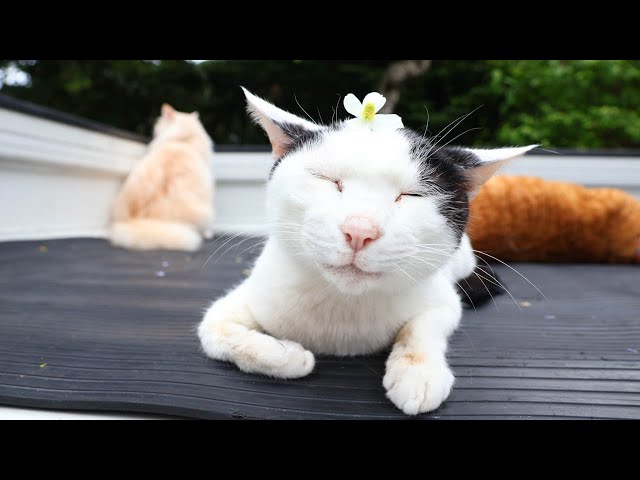 ドクダミの花をのせた猫たち 230806 - YouTube