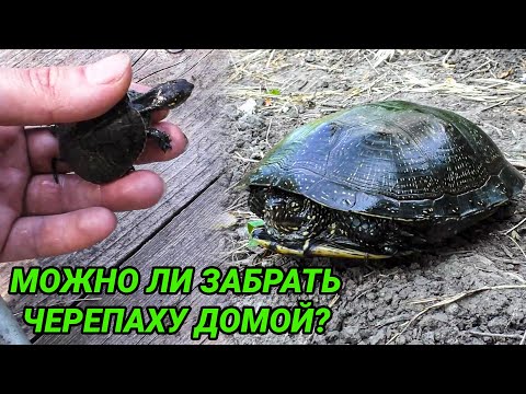 Европейская болотная черепаха - уход и содержание в домашних условиях