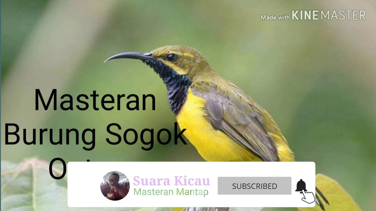 Masteran Burung Sogok Ontong 