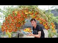 Simple secrets to growing tomatoes 7 tips to increase yield that you cant ignore