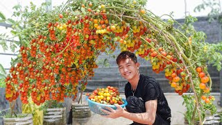 Simple Secrets To Growing Tomatoes: 7 Tips To Increase Yield That You Can't Ignore