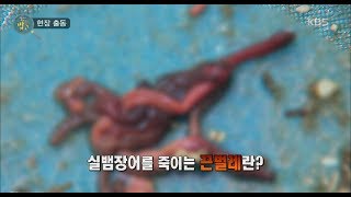 생활의 발견 - 실뱀장어를 죽이는 끈벌레의 정체는?.20180515