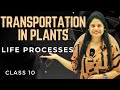 Plant Transportation: Exploring Xylem and Phloem Functions