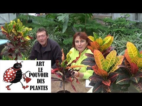 Vidéo: Comment Le Croton Fleurit