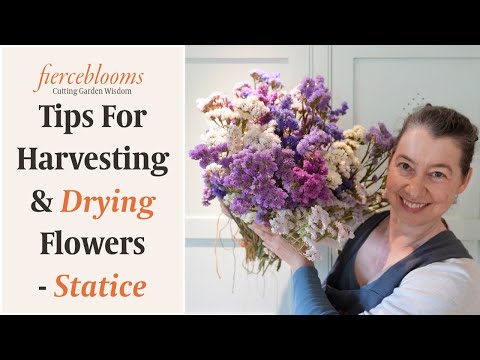 Tips For Harvesting & Drying Your Garden Grown Statice Flowers