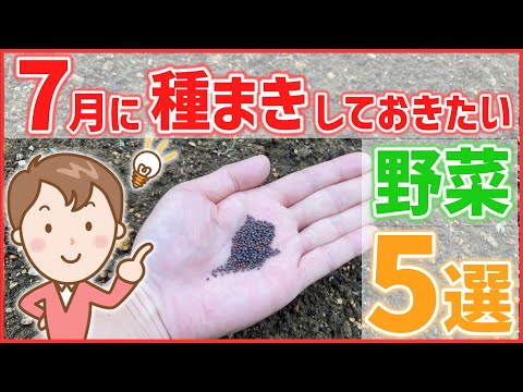 7月に植える野菜8選!秋収穫を成功させる栽培のコツ