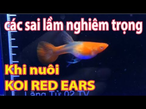 Video Mấu Chốt Cực Kỳ Quan Trọng khi nuôi cá 7 màu Koi Red... - youtube