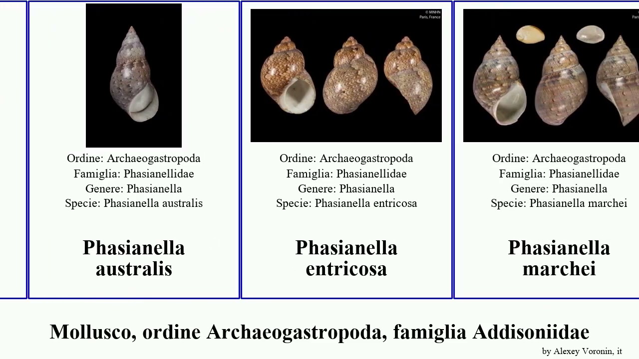 Mollusco, ordine Archaeogastropoda, famiglia Addisoniidae phasianella australis mollusca gracilis