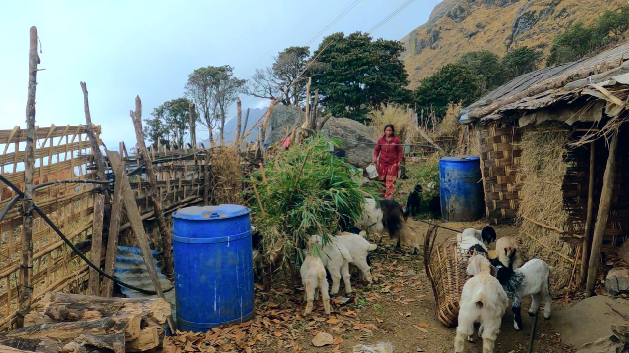 Life in the Mountains of Nepal | Village Life of Nepal Documentary | Bijaya Limbu