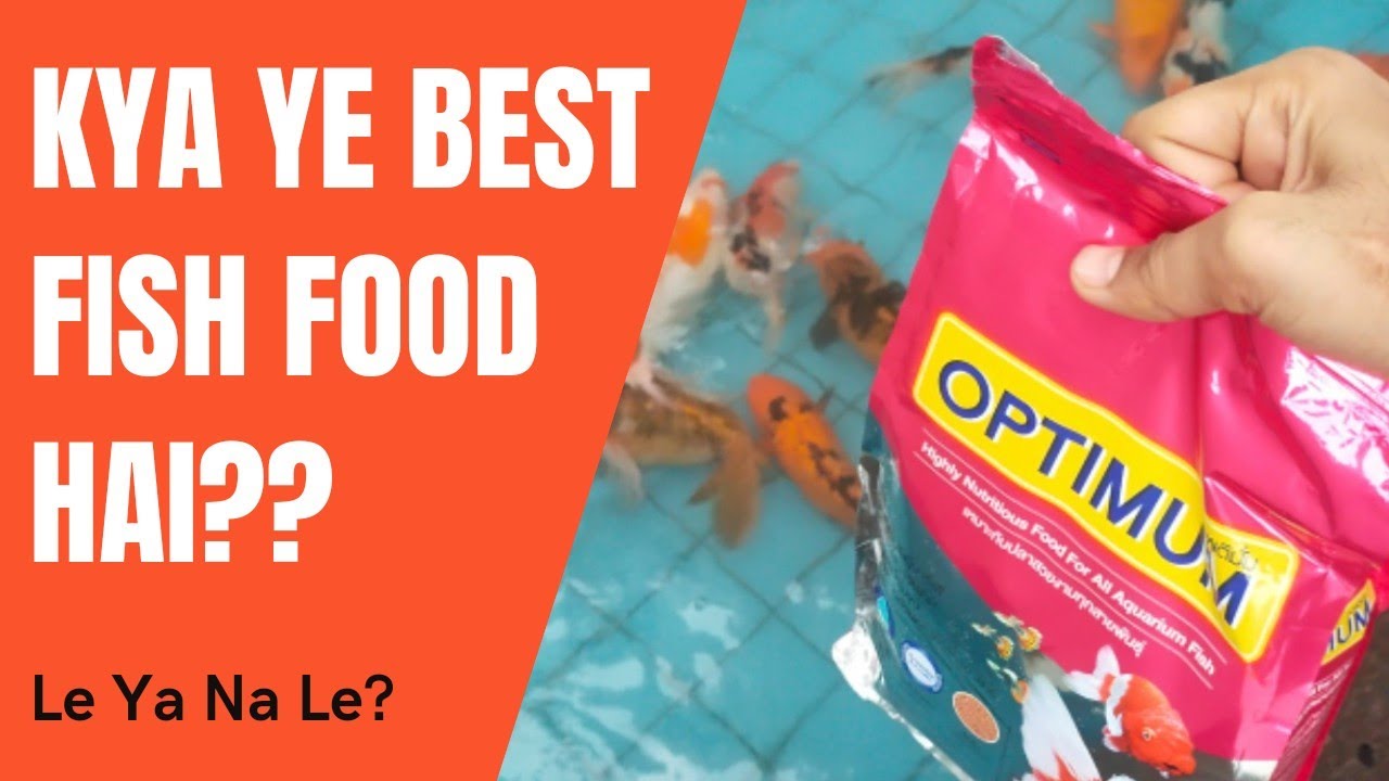 Best Fish Food Optimum Aquarium Fish Food YouTube