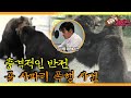 [TV 동물농장 레전드] ‘곰 사파리 폭행 사건’ 김상중 내레이션 풀버전 다시보기 I TV동물농장 (Animal Farm) | SBS Story