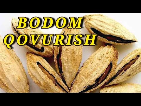 Video: Bodomni Qanday Qovurish Kerak