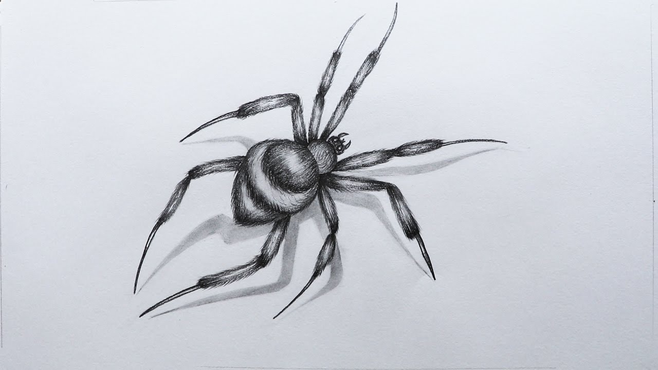 How to Draw a Realistic Black Widow Spider (3D Trick Art) - YouTube