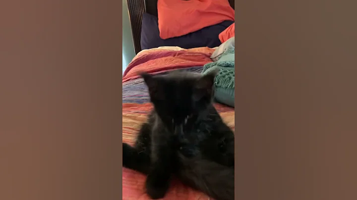 Watch the video about Chill maine coon cat vibes #mainecoon #mainecoonkitten