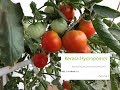 Home Made Hydroponic System - Part 2 of 2