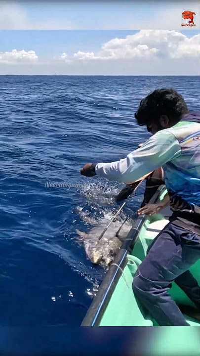 Catching 97kg Yellowfin Tuna Using Live Rosy Snapper Fish