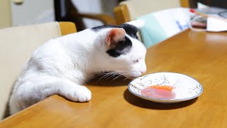 テーブルの上のお刺身 210102