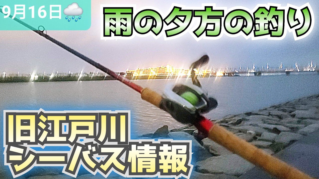 【雨の中の釣行】旧江戸川シーバス情報 夕マズメ