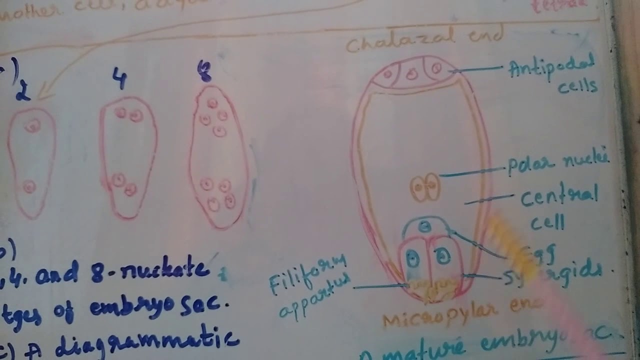 Megasporogenesis. - YouTube