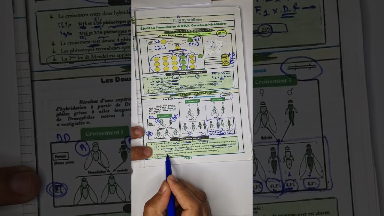 Deux Génes Liés ( Lois Statistiques)