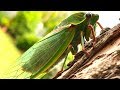 Cicada Life & Death 2 Whole Cicada Season Part 1 EDUCATIONAL VIDEO