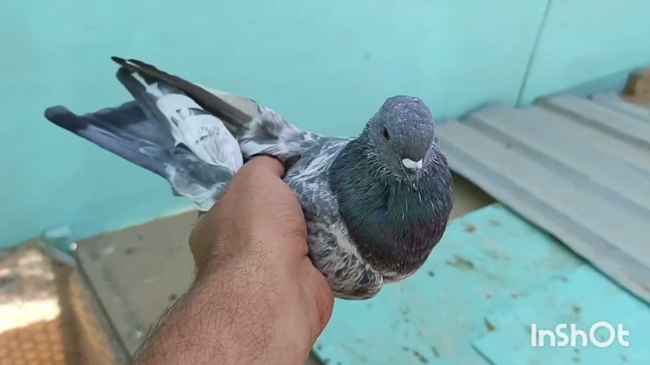 شنو اليوم كابليها عل مضياع نصيد فحل حبري نضيع 2 من جدد😂