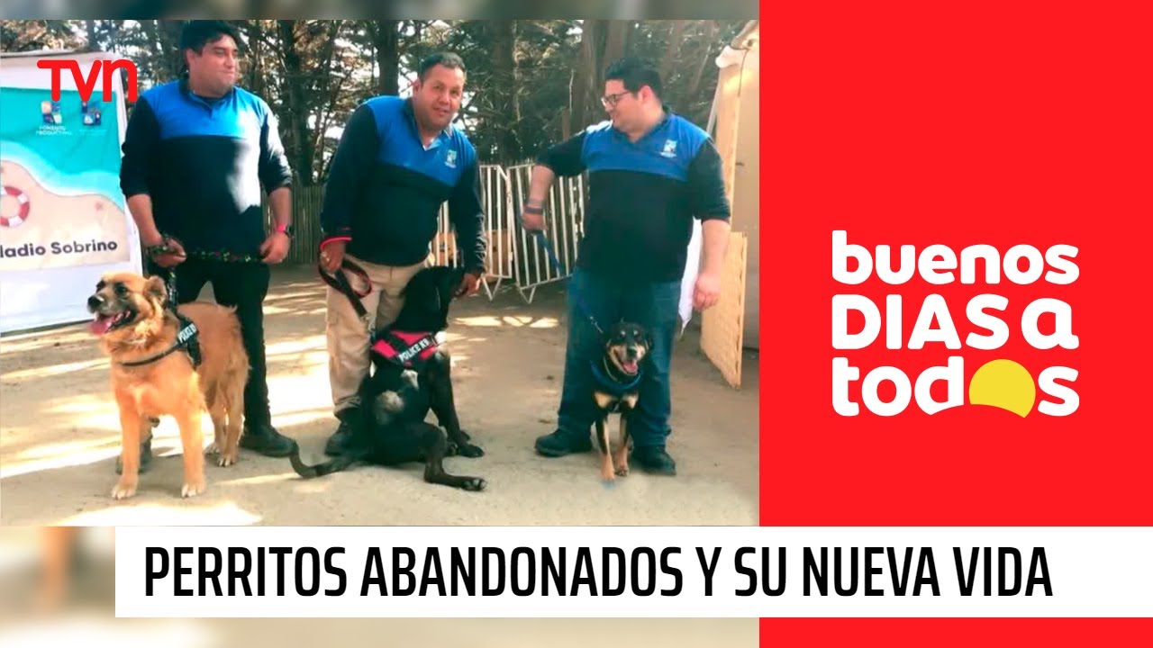 Perritos abandonados tienen una nueva oportunidad | Buenos días a todos