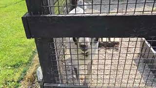 Central asian shepherds breeding pair #alabai
